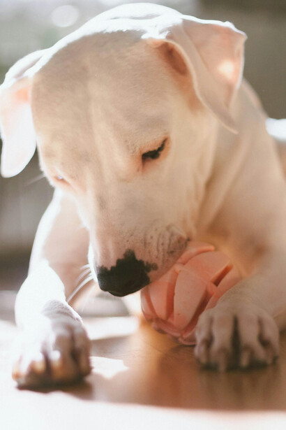 Como el experimento de una grandeza anhelada, el dogo interpela silenciosamente a una sociedad que muchas veces olvida que toda criatura —como toda nación— necesita amor, cuidado y límites claros