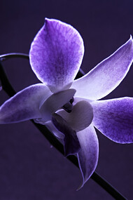 La belleza de la flor solitaria