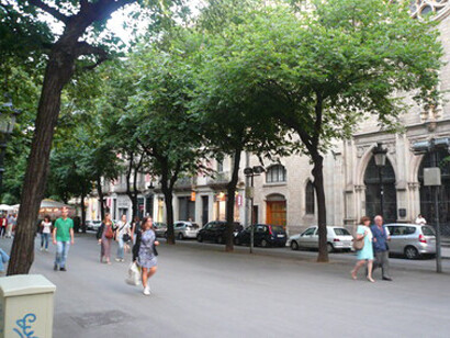 Árboles que en primavera-verano producen unas pequeñas y agradables flores de color amarillento y perfuman la Rambla