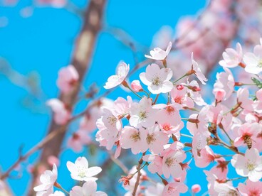 Se c’è una cosa che nessuna malattia del non ricordo può cancellare è la pienezza di quegli ulivi rigogliosi e scultorei e solenni