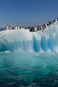 Gli abitanti dell'Antartide