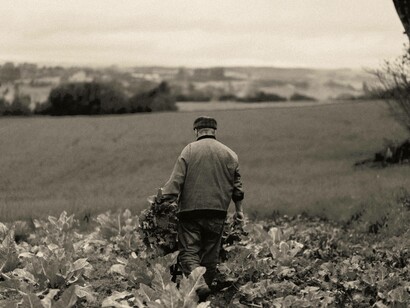 Uomo che raccoglie verdure in un campo: "Prima della seconda guerra mondiale, più della metà della popolazione italiana era dedita all’agricoltura. La struttura sociale era caratterizzata da comunità agricole praticamente autosufficienti. La collaborazione tra le persone era, quindi, necessaria per la sopravvivenza"