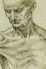 "Anatomía superficial del hombro y el cuello", bocetos, Leonardo Da Vinci, 1510-1511
