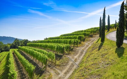 Vigneto di Ronchi di Ponca in Friuli, Italia. Friulano. Vino simbolo della regione, dal finale ammandorlato, elegante e asciutto, che racconta la storia e la forza del territorio friulano
