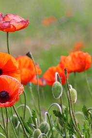 We can only take a cup of kindness yet and wait for Auld Lang Syne