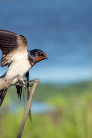 Rondine. Proteggere le rondini diventerebbe così un atteggiamento che ci spinge a collegarci ai valori più importanti della vita e ai sentimenti più veri che ispirano la nostra esistenza