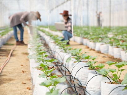 Drip irrigation systems reduce water use while sustaining crop yields in water-stressed regions
