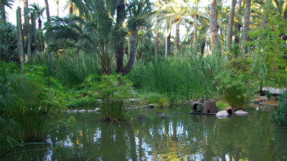 En Elche, la emperatriz visitó el “Huerto del Capellán Castaño”, un lugar cuidado con esmero y reconocido por su impresionante plantación de palmeras. Durante su recorrido, quedó fascinada por un ejemplar singular: una palmera con siete brazos, que surgían del mismo tronco. Elche, Alicante, España