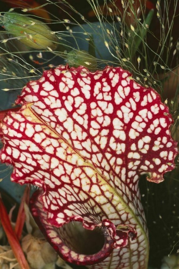 Nobuyoshi Araki | Meer