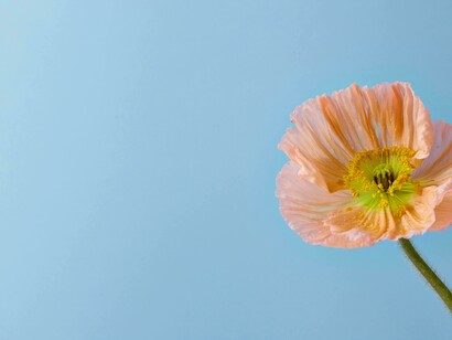 A poppy curled stem show us that even when life twists us in unexpected directions, we can still grow in grace