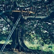 Yto Barrada, Radeau dans figuier étrangleur (Ficus Macrophylla), 2010 Zattera nel fico strangolatore – Raft in Strangler Figtree stampa cromogenica – C-print 150 x 150 cm © Yto Barrada Deutsche Bank Collection