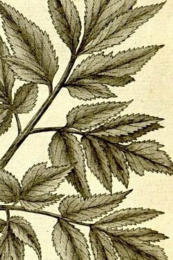 Ilustración de la "Colección de láminas botánicas de la Enciclopedia", 1823