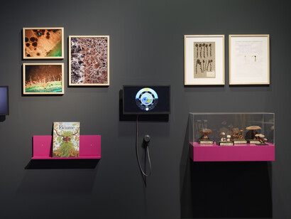 Waldreich. Der wald und wir! Ausstellungsansicht. Mit freundlicher genehmigung des Schlossmuseums Linz