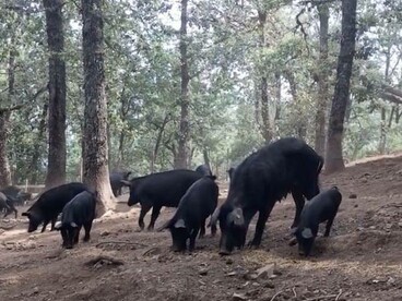 Allevamento di suini Nero dei Nebrodi allo stato brado, Sicilia, Italia