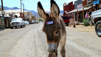 The burros in Oatman are the descendants of the pack animals that carried gold and equipment into and out of the mines
