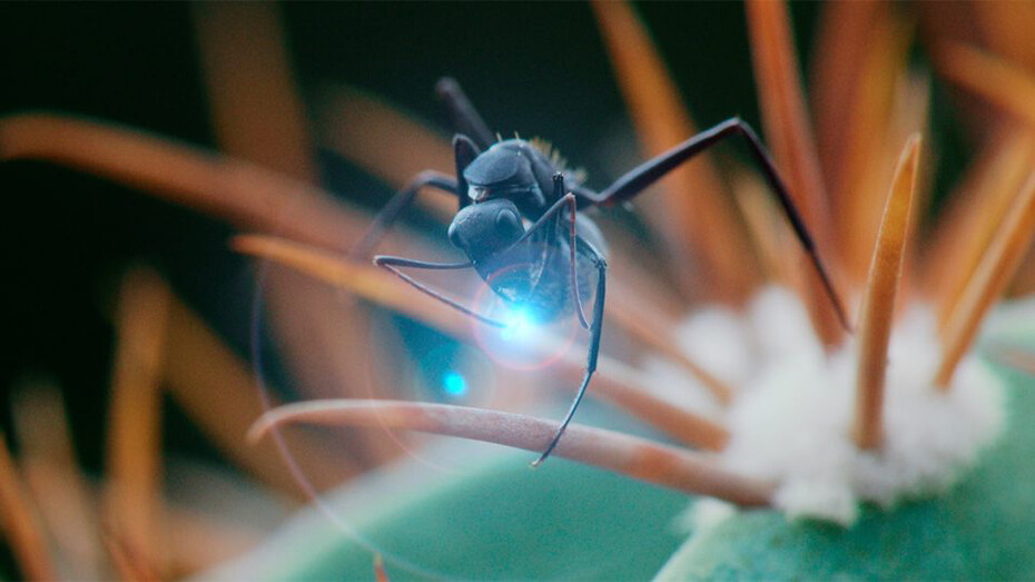 Victor Missud, Solenopsis invicta, 2025. Cortesía del Centre Pompidou Málaga