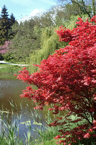 As pausas são momentos fundamentais em nossa jornada, assim como o inverno para a natureza. Essas pausas não são de inatividade, mas de renovação interna, permitindo o resgate de energia e criatividade para novos ciclos. Ávore Acer Palmatum