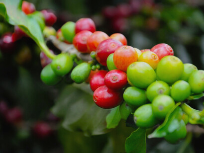 Ripe red coffee beans growing on a plant in Karnataka—showcasing the rich agricultural heritage behind India’s specialty coffee
