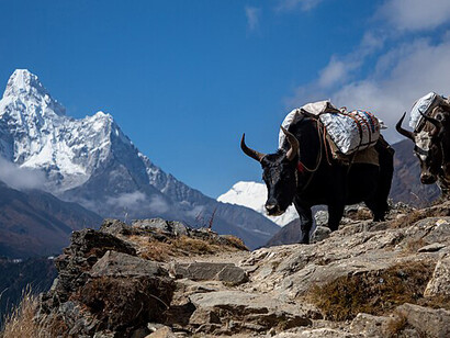 Yaks, essential to life in the high Himalayas, providing vital supplies and supporting agriculture. This photo was taken within Sagarmatha National Park, Nepal