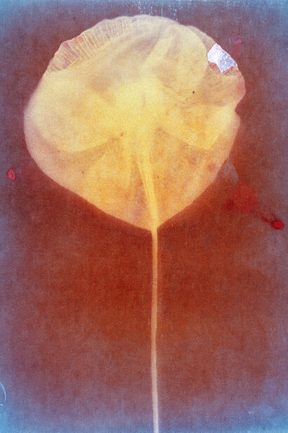 Ester Vonplon, Untitled, from Wingbeat, 2020–2024 © Ester Vonplon