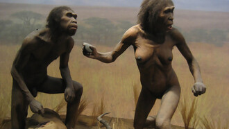 Spitzer Hall of Human Origins, Homo ergaster, the 1975 discovery of an almost complete Homo ergaster skull challenged the long-held belief that only a single hominid species could exist at any one time