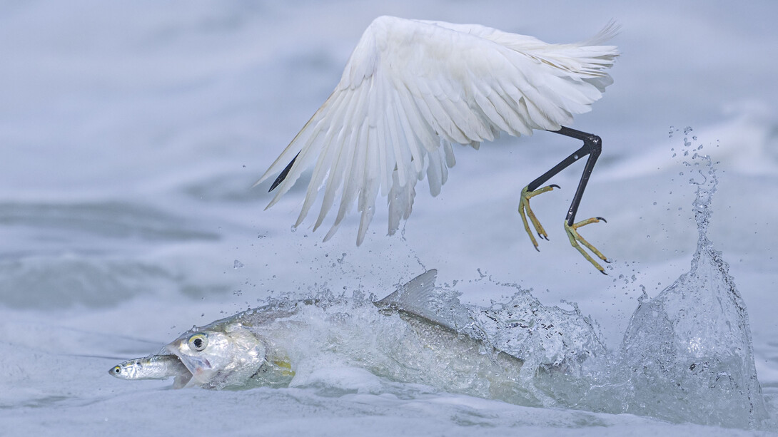 Qingrong Yang, Synchronised fishing (Pesca sincronizzata) (dettagli), vincitore categoria “Comportamento: Uccelli”. Per gentile concessione del Museo della Permanente