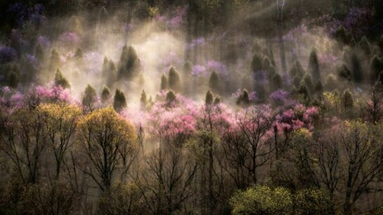 Sam Abell, Kelly's Ford Hillside In The Mist, Rappahannock River, Virginia, 1999, ©S Abell/National Geographic Magazine