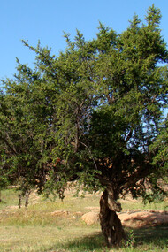 The Argan tree is a symbol of life in Morocco
