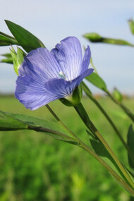Secondo Plinio il Vecchio, quando si riesce a trovare e perfino a tessere il lino, esso uguaglia il valore delle perle più pregiate