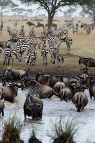 Singita Mara River Wildlife