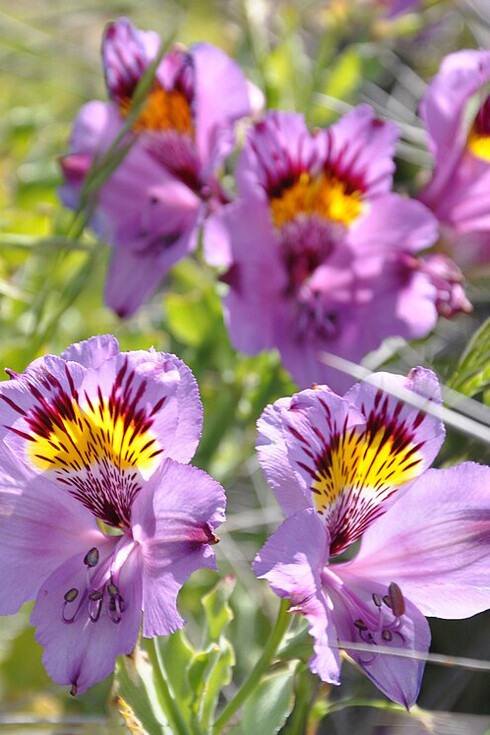 Parterres rosados aquí y allá, texturas verdosas y azuladas, aromas robados de la floración