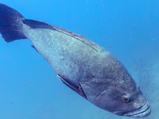 Cernia in profondità: "Per oltre dieci anni ho vissuto nelle profondità del mare... mantenendo inflessibilmente la mia routine quotidiana"