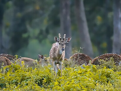 A deer with impressive antlers roaming the fields of Bandipur, Karnataka, India