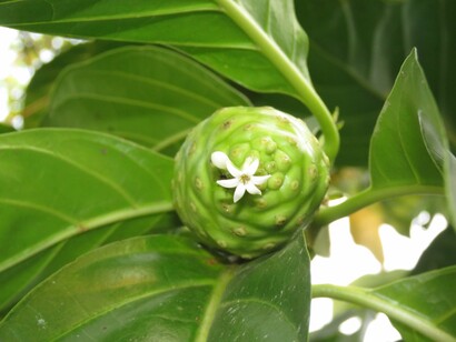 Native to Southeast Asia and Australasia, the noni plant is drawing scientific interest for the antibacterial compounds found in its roots, leaves, and fruit