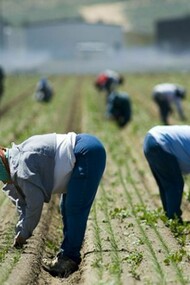 People working hard in a plantation