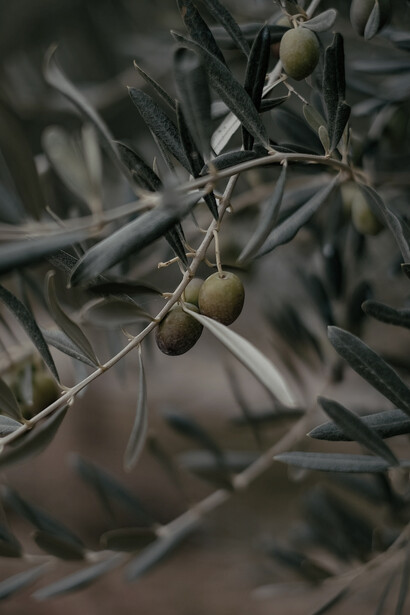 Olive tree, leaves in Turkey