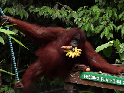 Le riserve naturali della Malesia proteggono queste specie uniche, offrendo ai visitatori un raro incontro con la natura selvaggia e incontaminata