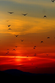 Birds and insects can sense the magnetic field of the earth to find their way