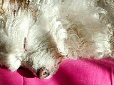 Aos poucos, o entusiasmo foi acalmando e, mais crescida, eu já me impacientava com as saídas e os passeios dessa rotina necessária, rotina que tinha fortalecido os laços entre nós


