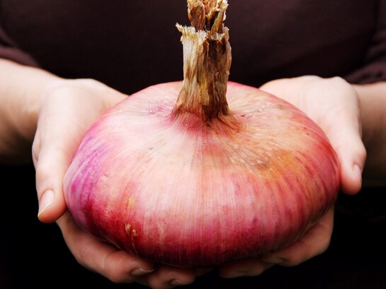 La Cipolla Rossa di Acquaviva è un’eccellenza pugliese riconosciuta per la sua dolcezza unica