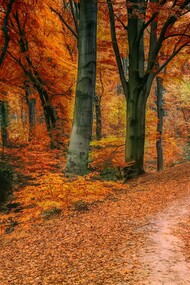 Leaves change colours as autumn begins