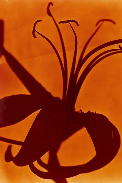 Kunié Sugiura, Lily head orange (detail), 2005. Courtesy of Moskowitz Bayse