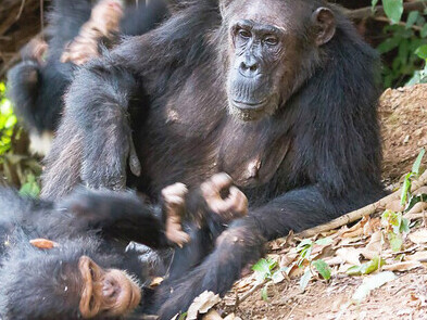 A group of eastern chimpanzees (Pan troglodytes schweinfurthii) gathered together in Gombe Stream National Park, Tanzania