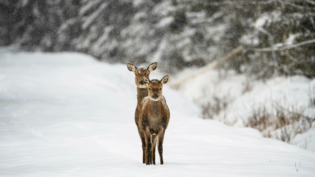 Due cerbiatti in un tranquillo paesaggio invernale ammantato di neve: "E ora è il momento di entrare nel bosco. Di lasciare che la neve, il silenzio e le voci nascoste della notte ci guidino. Una notte speciale ci sta aspettando"