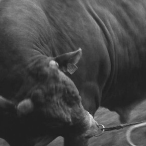 Chantal Maes, José. Le dernier jour, 2024-2025. Avec l'aimable autorisation de BPS22 © Chantal Maes