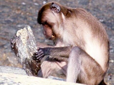 Macaca fascicularis aurea che solleva una pietra per rompere un guscio o un seme