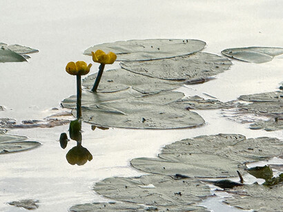 Brigitte Moeckli, Water lily I (detail), 2025. Courtesy of Walter Wickiser Gallery
