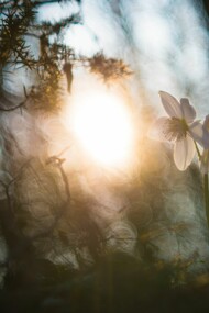 Semi di luce e di benessere