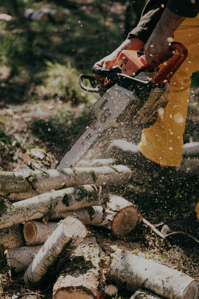 A logger operating a chainsaw while felling trees in the forest