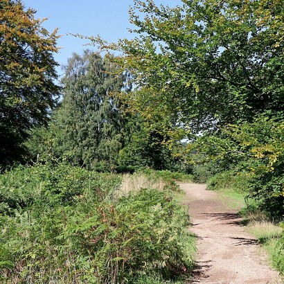 A forestry track junction located on Cannock Chase in Staffordshire, England